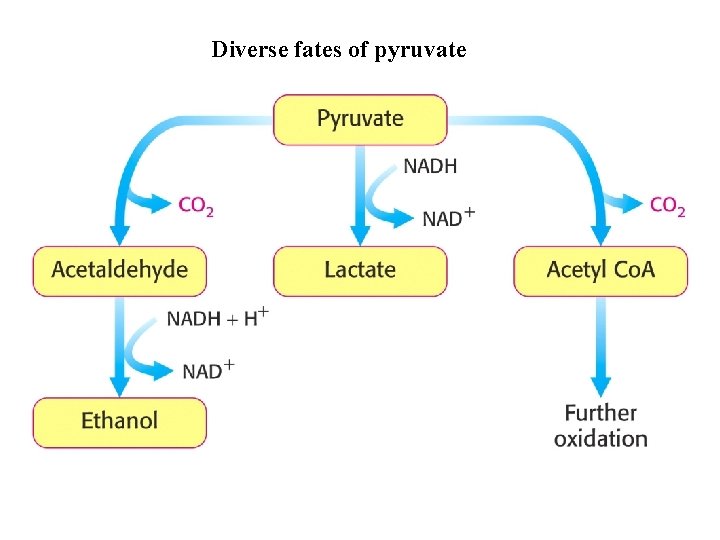 Diverse fates of pyruvate 