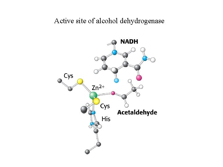 Active site of alcohol dehydrogenase 