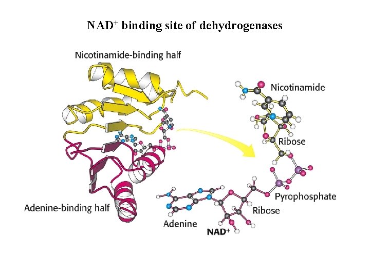 NAD+ binding site of dehydrogenases 