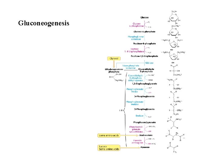 Gluconeogenesis 