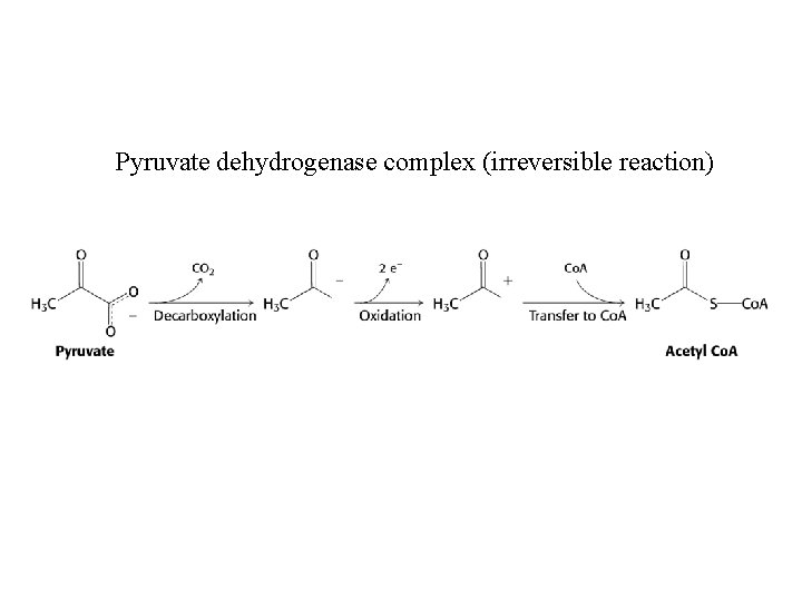 Pyruvate dehydrogenase complex (irreversible reaction) 