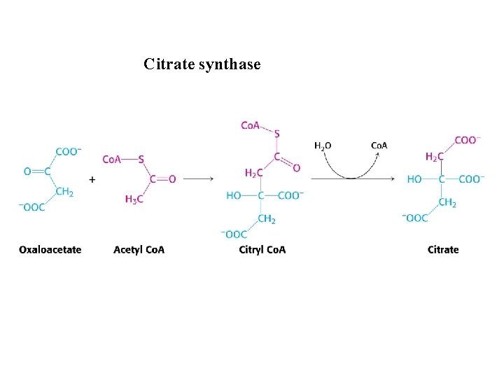 Citrate synthase 