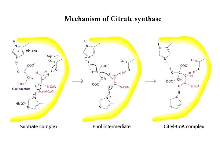 Mechanism of Citrate synthase 