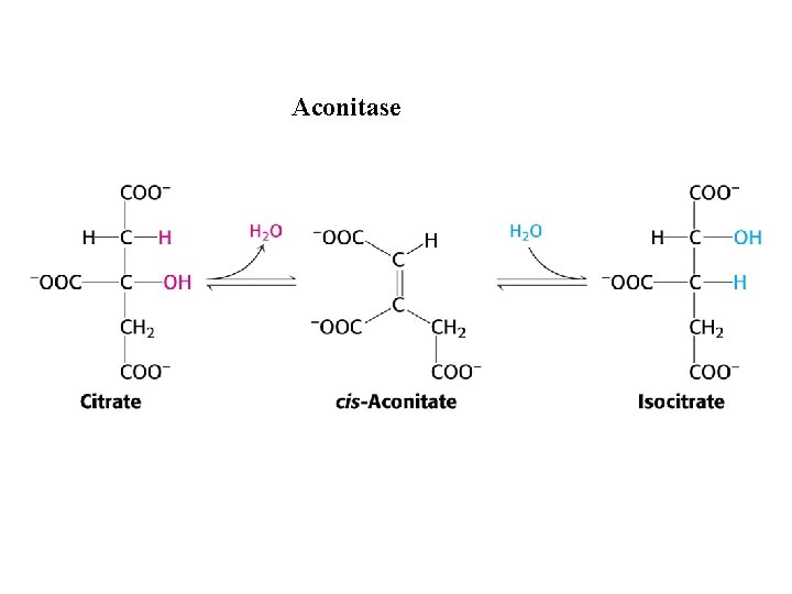 Aconitase 