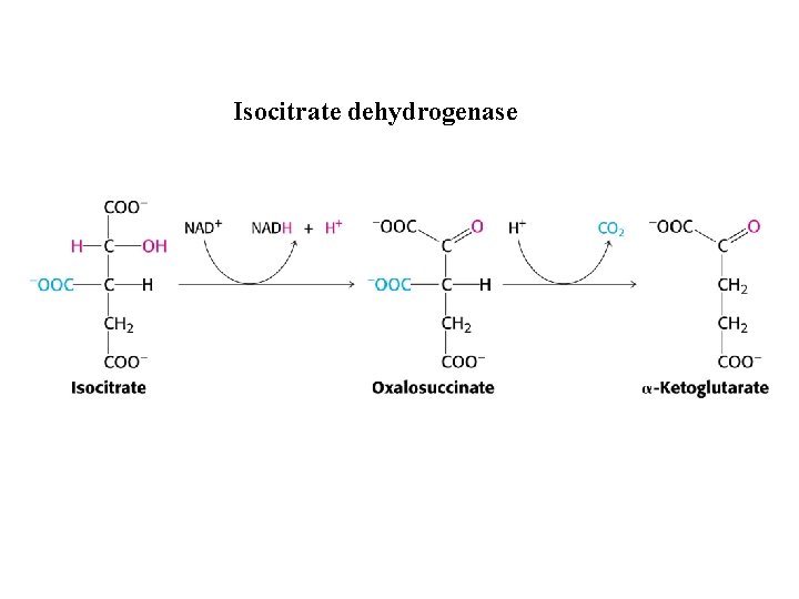 Isocitrate dehydrogenase 