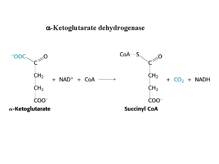 a-Ketoglutarate dehydrogenase 