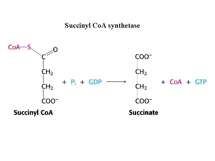 Succinyl Co. A synthetase 