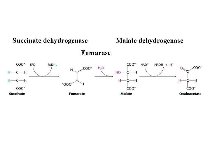 Succinate dehydrogenase Fumarase Malate dehydrogenase 