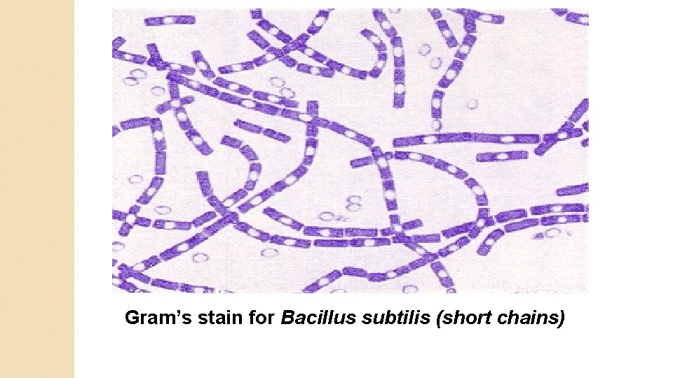 Gram’s stain for Bacillus subtilis (short chains) 