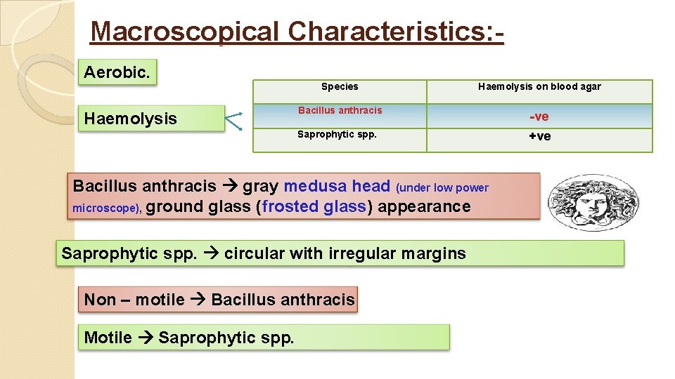 Macroscopical Characteristics: Aerobic. Haemolysis Species Haemolysis on blood agar Bacillus anthracis ـ ve Saprophytic