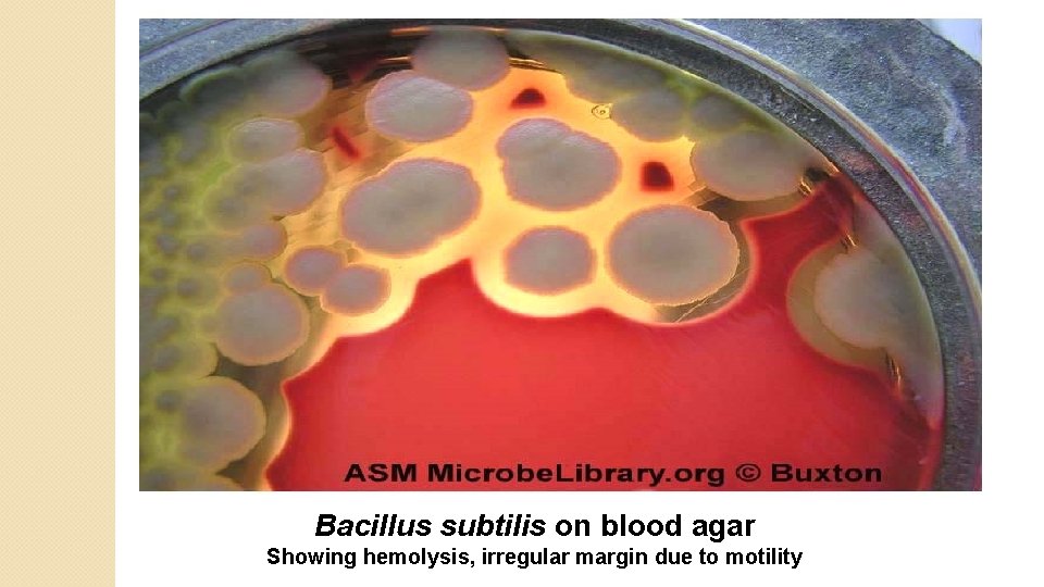 Bacillus subtilis on blood agar Showing hemolysis, irregular margin due to motility 