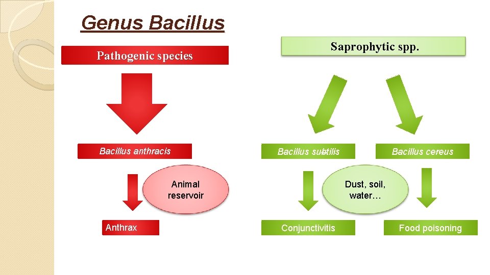 Genus Bacillus Pathogenic species Bacillus anthracis Saprophytic spp. Bacillus subtilis Animal reservoir Anthrax Bacillus