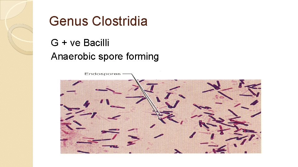 Genus Clostridia G + ve Bacilli Anaerobic spore forming 