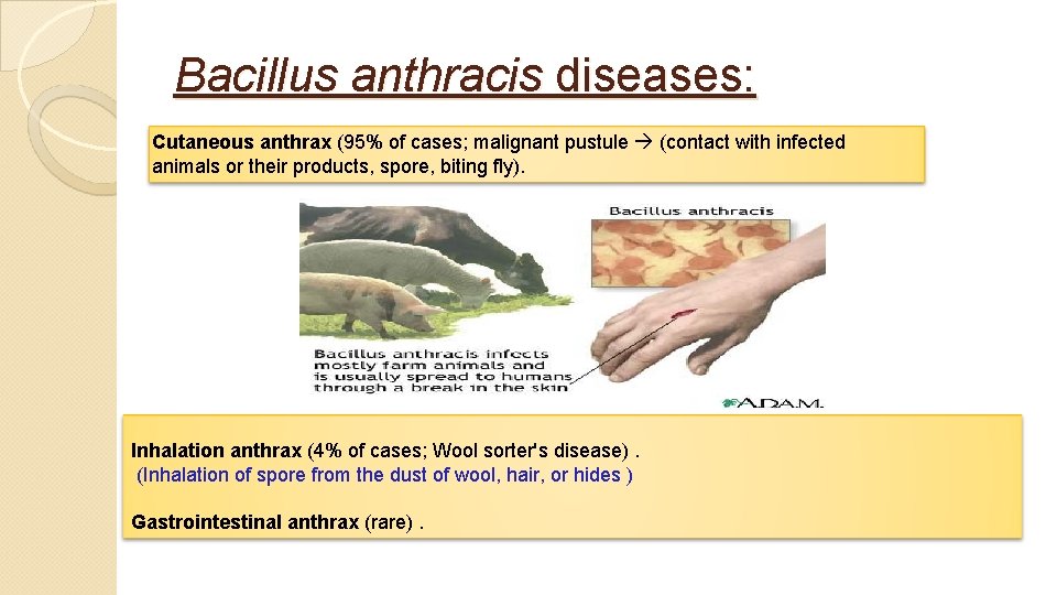 Bacillus anthracis diseases: Cutaneous anthrax (95% of cases; malignant pustule (contact with infected animals