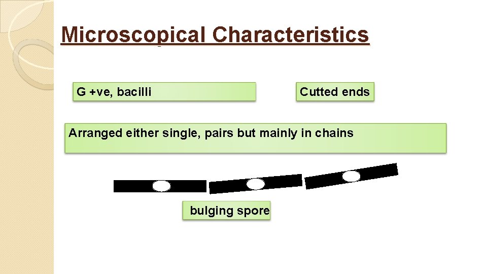Microscopical Characteristics G +ve, bacilli Cutted ends Arranged either single, pairs but mainly in