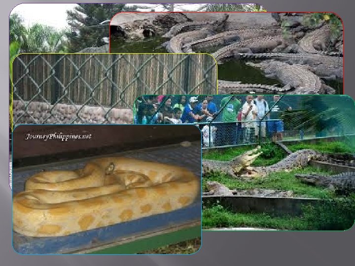 Crocodile Park 