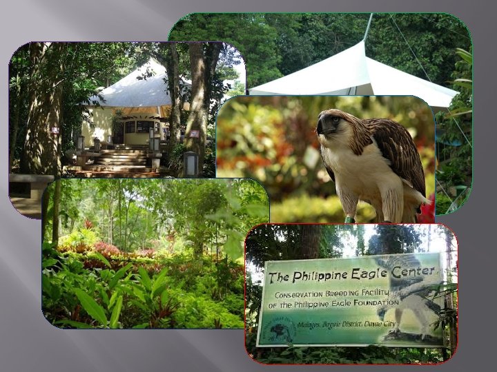 Philippine Eagle Center 