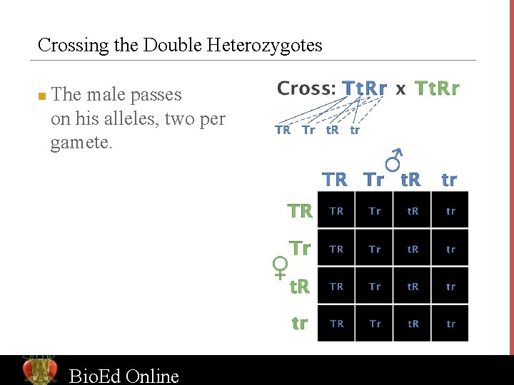 Crossing the Double Heterozygotes n The male passes on his alleles, two per gamete.