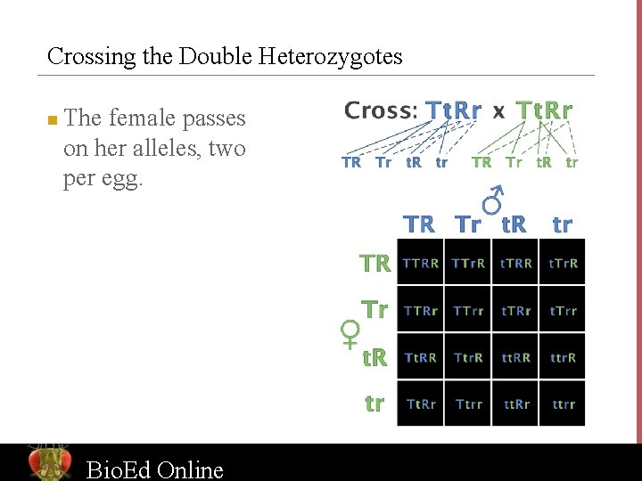 Crossing the Double Heterozygotes n The female passes on her alleles, two per egg.