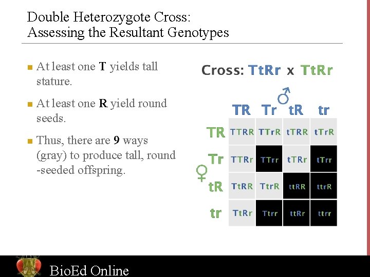 Double Heterozygote Cross: Assessing the Resultant Genotypes n n n At least one T