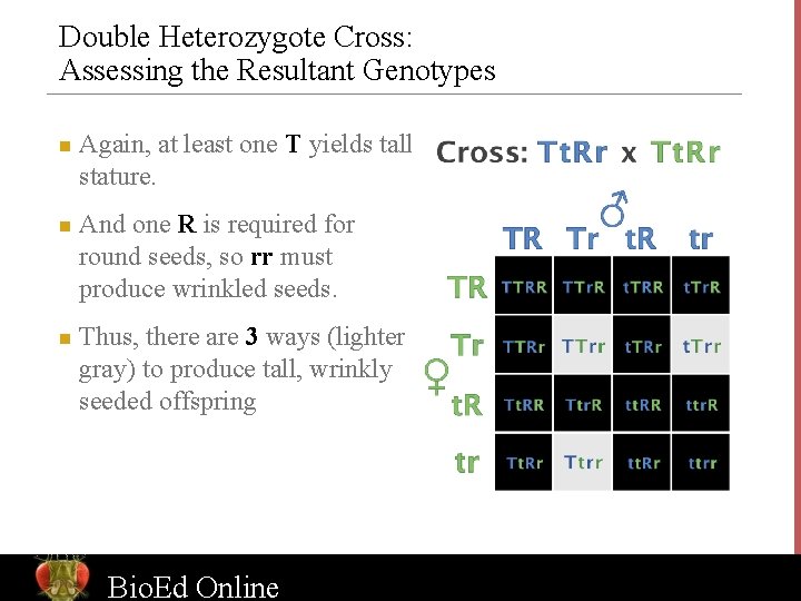 Double Heterozygote Cross: Assessing the Resultant Genotypes n n n Again, at least one