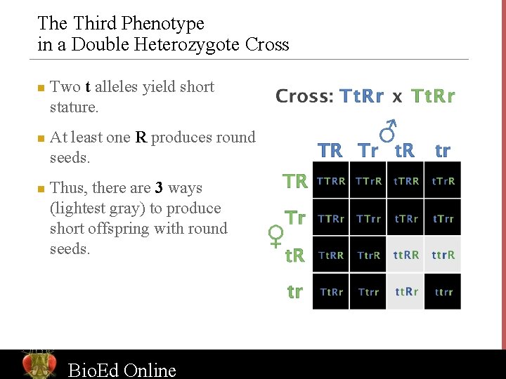 The Third Phenotype in a Double Heterozygote Cross n n n Two t alleles