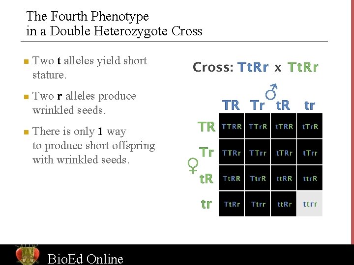 The Fourth Phenotype in a Double Heterozygote Cross n n n Two t alleles