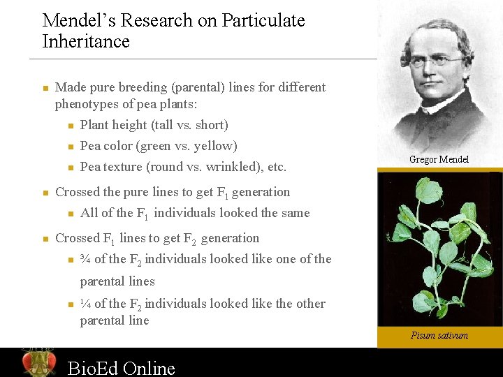 Mendel’s Research on Particulate Inheritance n n n Made pure breeding (parental) lines for