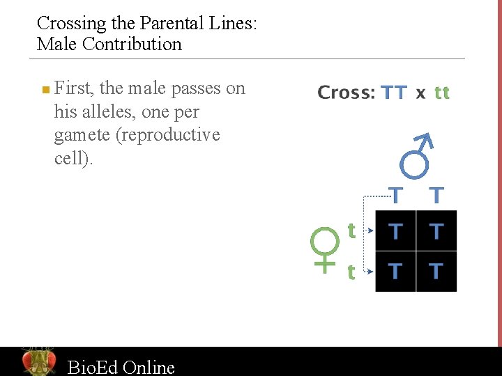 Crossing the Parental Lines: Male Contribution n First, the male passes on his alleles,