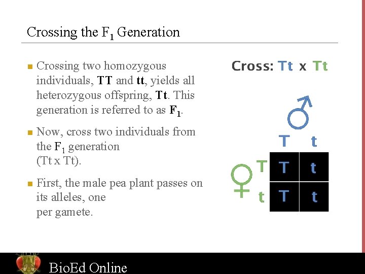 Crossing the F 1 Generation n Crossing two homozygous individuals, TT and tt, yields