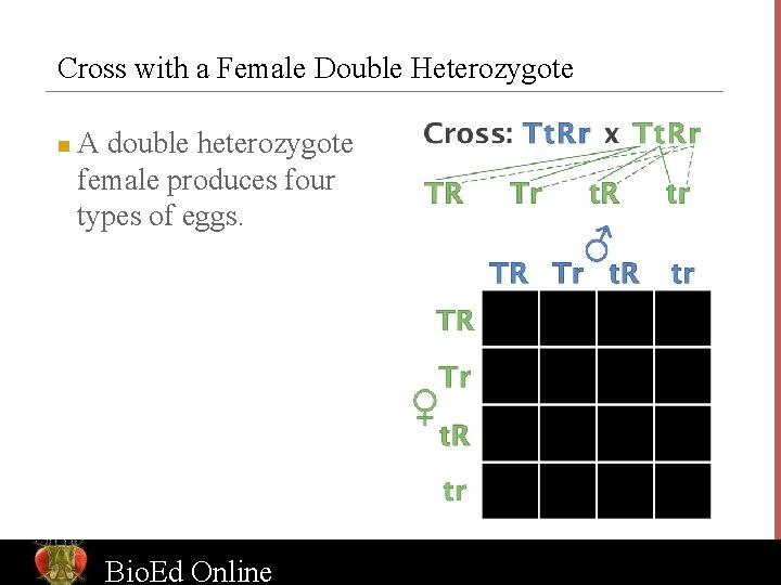 Cross with a Female Double Heterozygote n A double heterozygote female produces four types