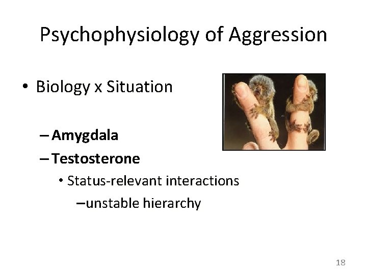 Psychophysiology of Aggression • Biology x Situation – Amygdala – Testosterone • Status-relevant interactions