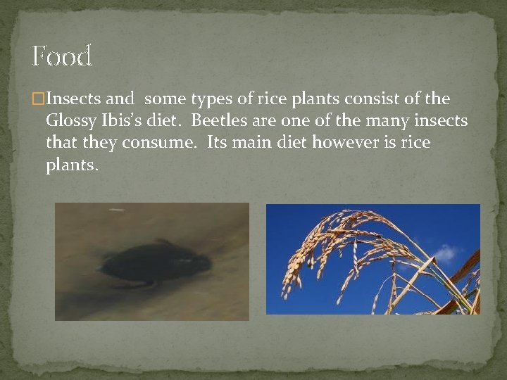 Food �Insects and some types of rice plants consist of the Glossy Ibis’s diet.
