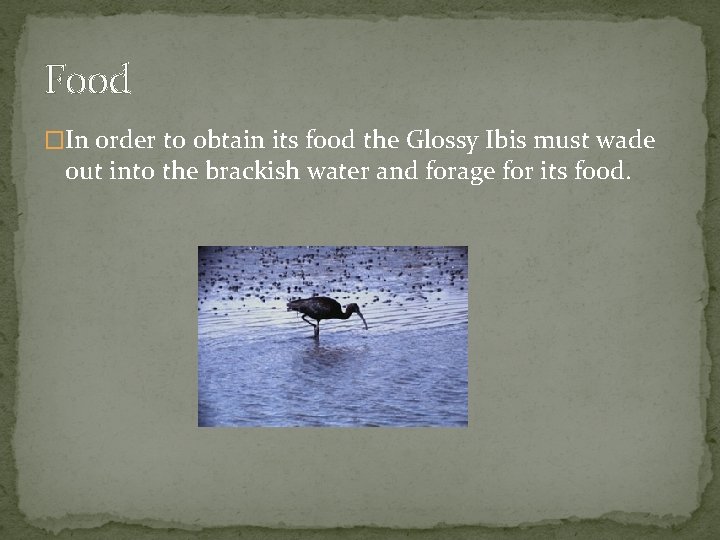 Food �In order to obtain its food the Glossy Ibis must wade out into