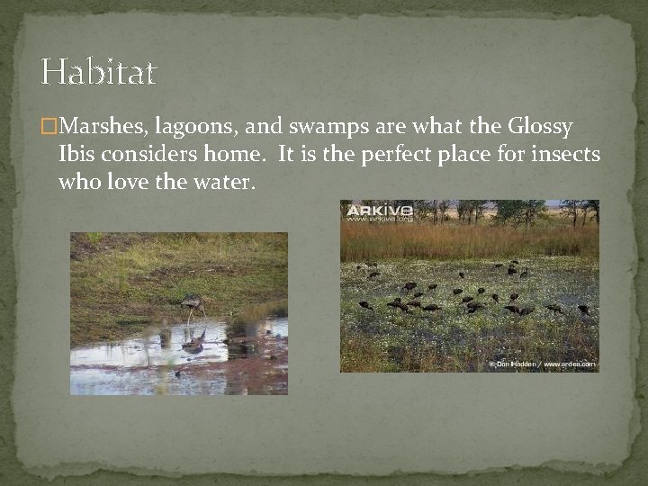 Habitat �Marshes, lagoons, and swamps are what the Glossy Ibis considers home. It is