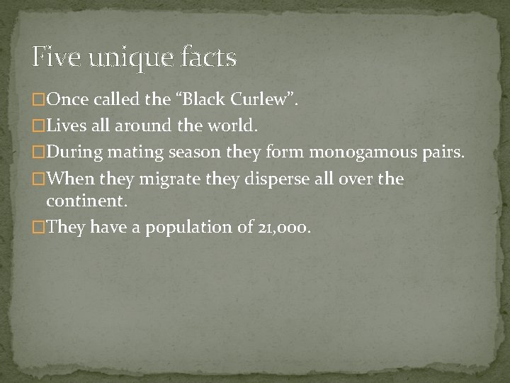 Five unique facts �Once called the “Black Curlew”. �Lives all around the world. �During