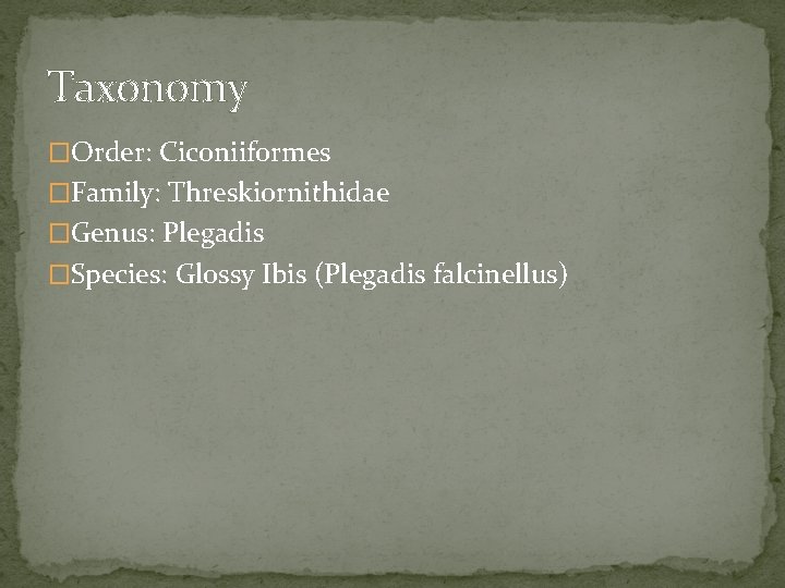 Taxonomy �Order: Ciconiiformes �Family: Threskiornithidae �Genus: Plegadis �Species: Glossy Ibis (Plegadis falcinellus) 