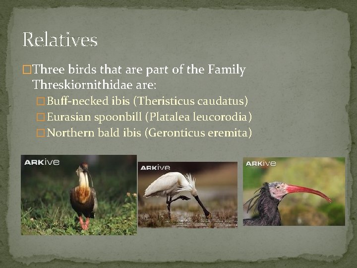 Relatives �Three birds that are part of the Family Threskiornithidae are: � Buff-necked ibis