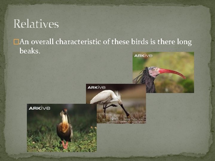 Relatives �An overall characteristic of these birds is there long beaks. 