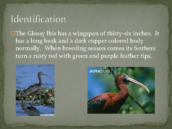 Identification �The Glossy Ibis has a wingspan of thirty-six inches. It has a long
