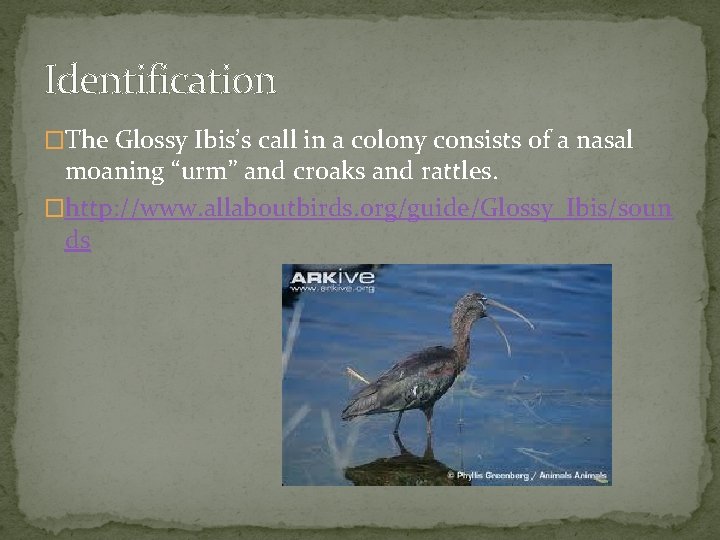 Identification �The Glossy Ibis’s call in a colony consists of a nasal moaning “urm”