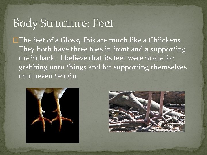 Body Structure: Feet �The feet of a Glossy Ibis are much like a Chiickens.