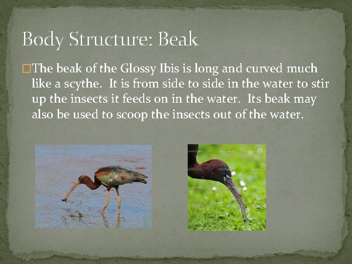 Body Structure: Beak �The beak of the Glossy Ibis is long and curved much