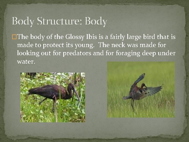 Body Structure: Body �The body of the Glossy Ibis is a fairly large bird