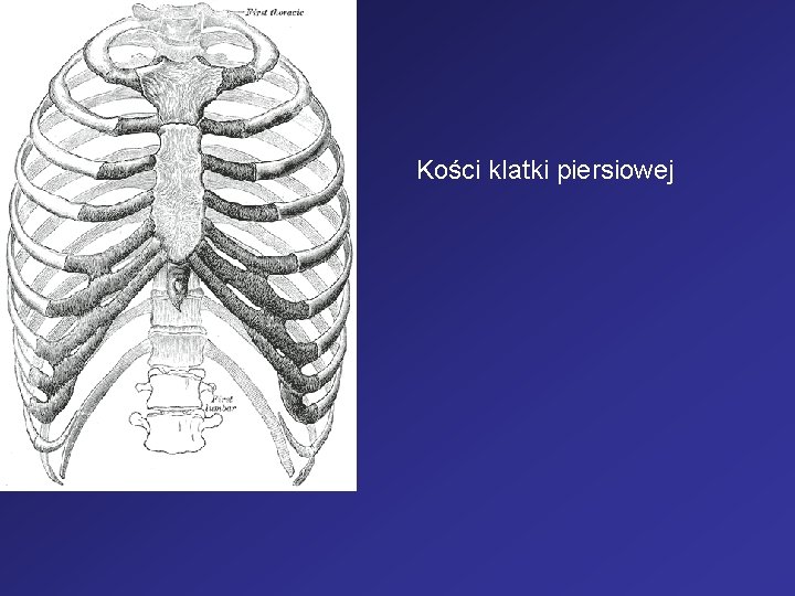 Kości klatki piersiowej 