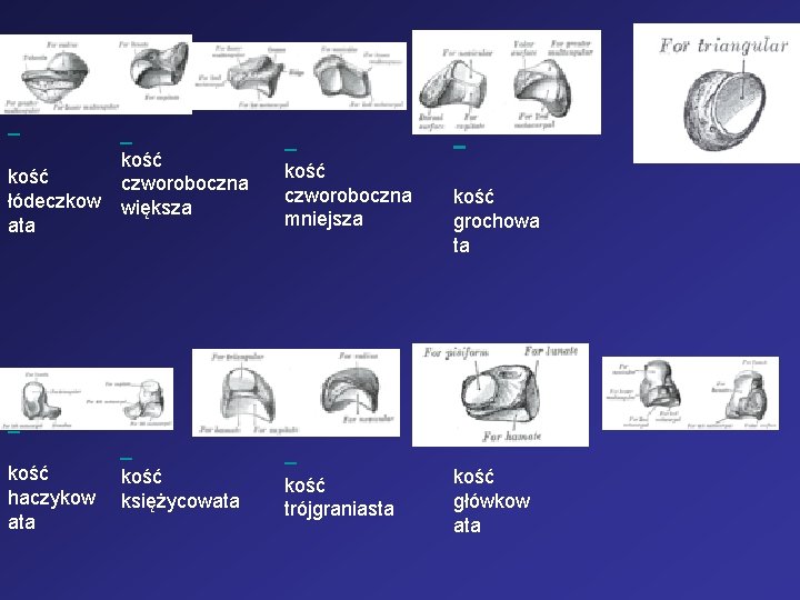 kość czworoboczna łódeczkow większa ata kość czworoboczna mniejsza kość haczykow ata kość trójgraniasta kość