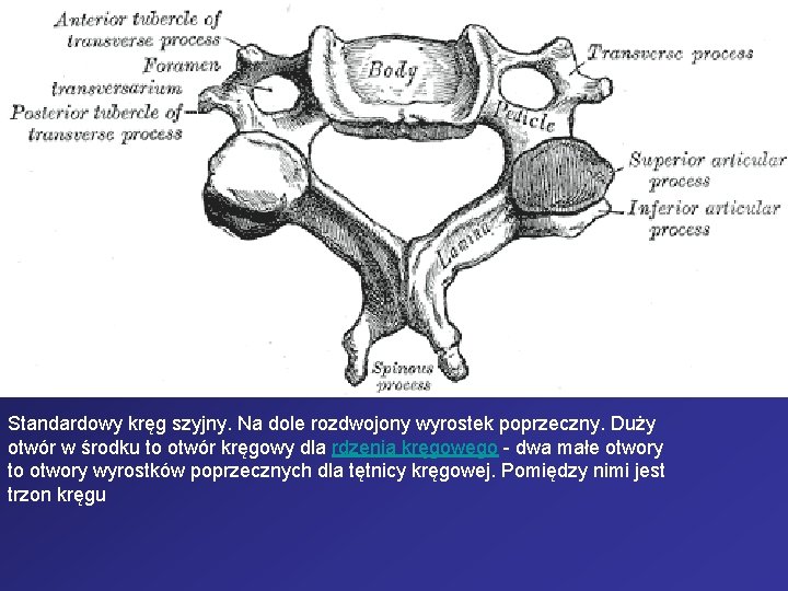 Standardowy kręg szyjny. Na dole rozdwojony wyrostek poprzeczny. Duży otwór w środku to otwór