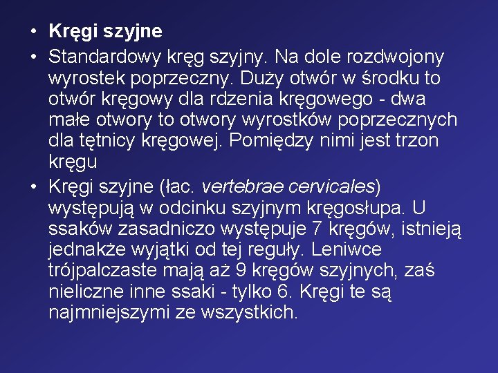  • Kręgi szyjne • Standardowy kręg szyjny. Na dole rozdwojony wyrostek poprzeczny. Duży