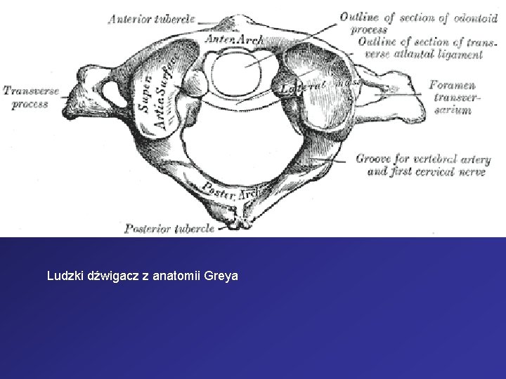 Ludzki dźwigacz z anatomii Greya 