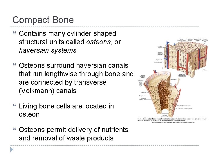 Compact Bone Contains many cylinder-shaped structural units called osteons, or haversian systems Osteons surround